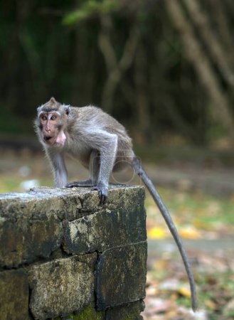 Téléchargez les photos : Un singe assis sur un arbre dans la forêt Alas Purwo, Banyuwangi. Indonésie. Photographie animalière. - en image libre de droit