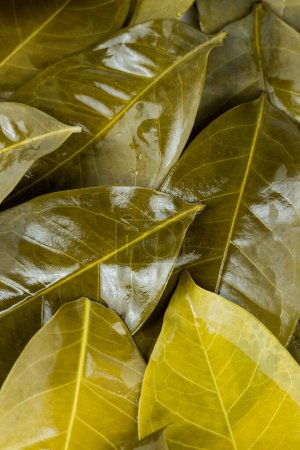 Foto de Fotograma completo de hojas de laurel después de ser hervidas en el agua caliente en el estudio. Contexto - Imagen libre de derechos