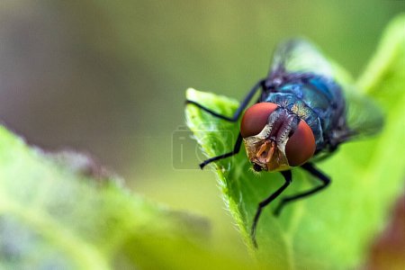 Blaue Fliege oder Calliphora vomitoria oder allgemein die orange-bärtige blaue Flaschenfliege genannt. Makrofotografie. Kopierraum