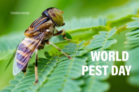 Campagne de la Journée mondiale de lutte antiparasitaire. Le 6 juin. La mouche du drone aux yeux bandés Eristalinus taeniops sur les feuilles vertes.