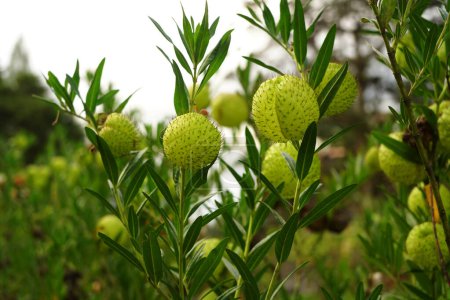 Foto de Gomphocarpus physocarpus es una especie de planta fanerógama perteneciente a la familia de las asteráceas.. - Imagen libre de derechos