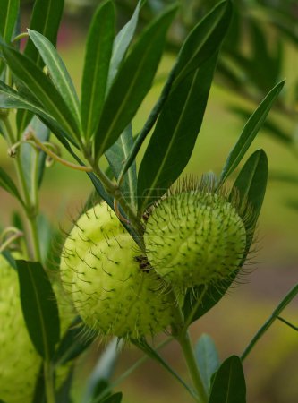 Foto de Gomphocarpus physocarpus es una especie de planta fanerógama perteneciente a la familia de las asteráceas.. - Imagen libre de derechos