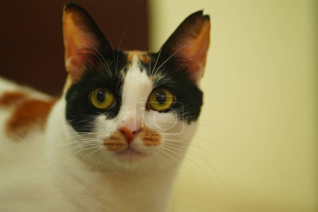 Téléchargez les photos : Calico Cat avec les yeux verts assis sur le canapé en regardant la caméra. Photographie animalière. - en image libre de droit