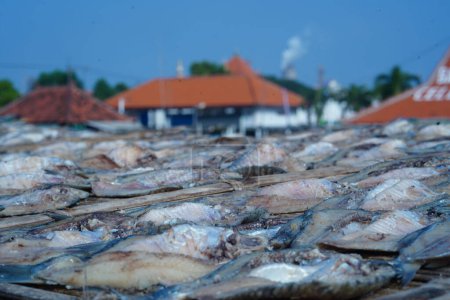 Photo for Traditional process of drying the salted fish under direct sunlight in Gresik, Indonesia. Street Photography - Royalty Free Image