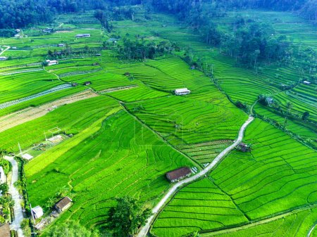 Foto de Vista aérea de campos de arroz en terrazas verdes en Sepakung, Semarang, Indonesia. Fotografía de drones. - Imagen libre de derechos