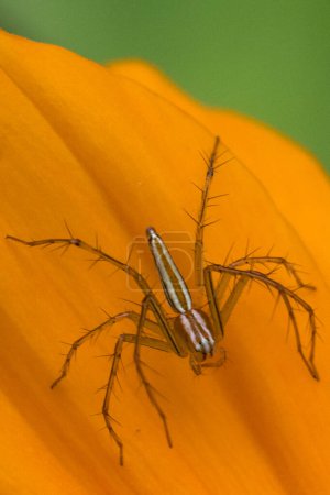 Photo for Oxyopes salticus is a species of lynx spider, commonly known as the striped lynx spider. Its habitat tends to be grasses and leafy vegetation - Royalty Free Image