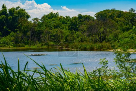 Foto de Enclavado en el tranquilo abrazo de un frondoso bosque, un lago pintoresco emerge como una joya resplandeciente, reflejando el brillo del cielo cerúleo de arriba. Situado en Surabaya, Indonesia. - Imagen libre de derechos