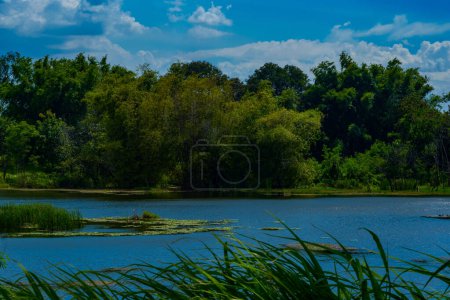Foto de Enclavado en el tranquilo abrazo de un frondoso bosque, un lago pintoresco emerge como una joya resplandeciente, reflejando el brillo del cielo cerúleo de arriba. Situado en Surabaya, Indonesia. - Imagen libre de derechos