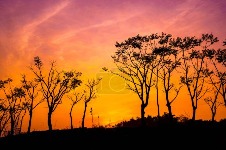 Photo for Silhouette of trees against the orange and purple sky at Ranu Manduro, Mojokerto, Indonesia. Nature and landscape photography. - Royalty Free Image