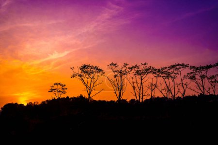 silhouette of trees against the orange and purple sky at Ranu Manduro, Mojokerto, Indonesia. Nature and landscape photography.
