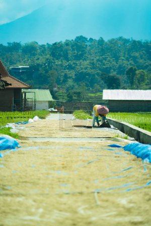 Téléchargez les photos : 16 juillet 2023, Trawas, Mojokerto, Java oriental, Indonésie. Une dame qui travaille à tamiser les grains de riz de manière traditionnelle sous la lumière directe du soleil. - en image libre de droit