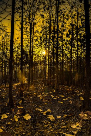 Photo for Experience the mesmerizing beauty of a sunset casting its golden glow upon the arid trees of Kemlagi Forest during the dry season. As the sun dips below the horizon, its warm rays illuminate the parched foliage, creating a breathtaking contrast again - Royalty Free Image
