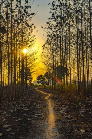 Photo for Experience the mesmerizing beauty of a sunset casting its golden glow upon the arid trees of Kemlagi Forest during the dry season. As the sun dips below the horizon, its warm rays illuminate the parched foliage, creating a breathtaking contrast again - Royalty Free Image