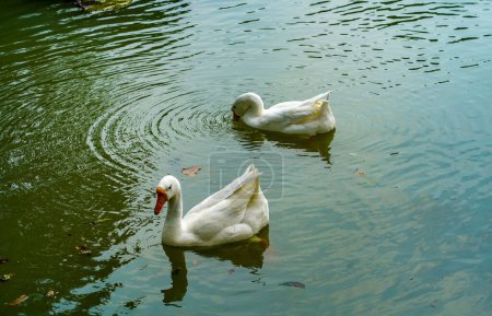Foto de Un grupo de gansos está nadando de ida y vuelta en el pequeño lago en el Parque Lembang, Menteng, Yakarta Central en el día de verano. - Imagen libre de derechos
