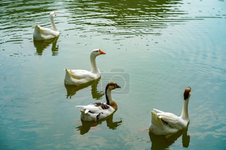Photo for A group of geese is swimming back and forth in the small lake at Lembang Park, Menteng, Central Jakarta in summer day - Royalty Free Image