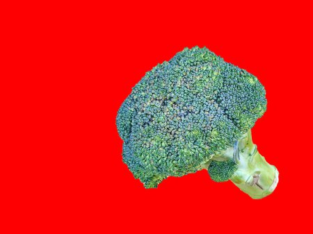 Photo for A green broccoli photo standing with a solid color background for food and still life photography. Copy space and isolated object. - Royalty Free Image