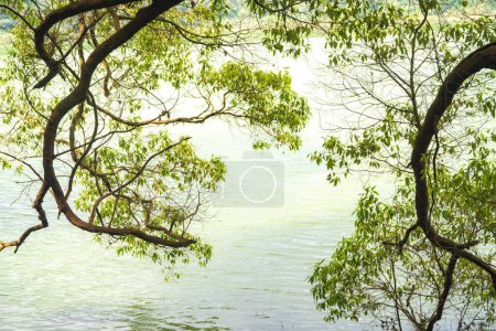 Foto de Telaga Warna, un lago místico en Dieng, Indonesia, cambia de color como un camaleón. Sus aguas esmeralda reflejan el bosque circundante, creando un espectáculo impresionante. - Imagen libre de derechos