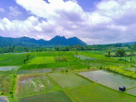 Téléchargez les photos : Vue aérienne des terrasses luxuriantes de riz vert à Pronojiwo, Lumajang, Java oriental, Indonésie. Pris avec drone. Photographie aérienne. - en image libre de droit