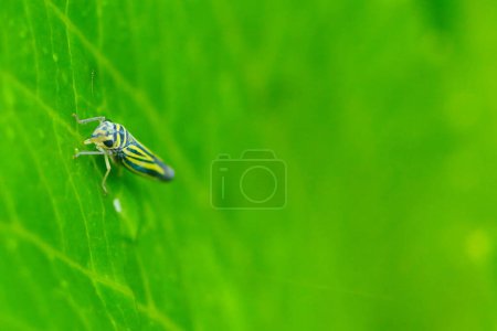 Téléchargez les photos : Gros plan d'une Eupterycyba jucunda ou d'une cicadelle rayée bleue assise sur une feuille verte. Macro Photographie. - en image libre de droit