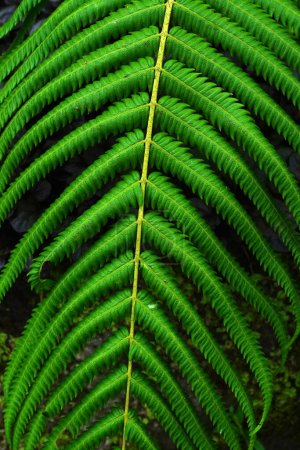 Une vue détaillée d'une fronde de fougère, mettant en valeur sa couleur verte vibrante et ses frondes délicates dans la forêt pendant la saison des pluies en Indonésie.