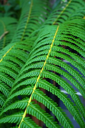 Photo for A detailed view of a fern frond, showcasing its vibrant green color and delicate fronds in the forest during wet season in Indonesia. - Royalty Free Image