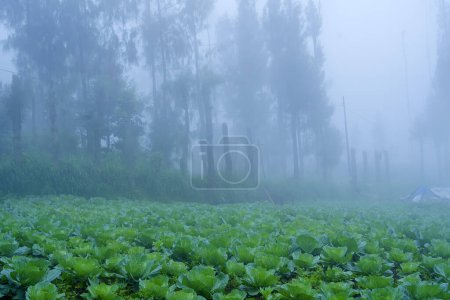 Téléchargez les photos : Choux Napa verts luxuriants poussant dans un champ brumeux du matin à Pasuruan, versant de la montagne Bromo, Indonésie. - en image libre de droit
