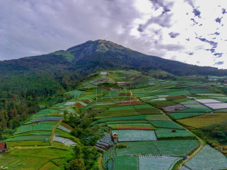 Ein sattes Grün, bedeckt von einem Gemüsehang am Mount Sumbing, aufgenommen aus der Luft. Im Dorf Sukomakmur, Magelang, Indonesien.