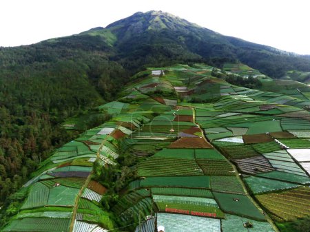 A lush green covered in Mount Sumbing slope of vegetables, taken from an aerial view. In Sukomakmur village, Magelang, Indonesia.