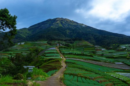A lush green covered in Mount Sumbing slope of vegetables, taken from an aerial view. In Sukomakmur village, Magelang, Indonesia.