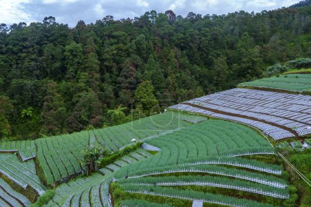 Foto de Un exuberante verde cubierto en el monte Sumbing pendiente de verduras, tomada desde una vista aérea. En la aldea de Sukomakmur, Magelang, Indonesia. - Imagen libre de derechos