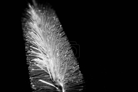 una foto en blanco y negro de un cepillo de tubo con una pluma sobre un fondo oscuro. Fotografía de Naturaleza muerta.