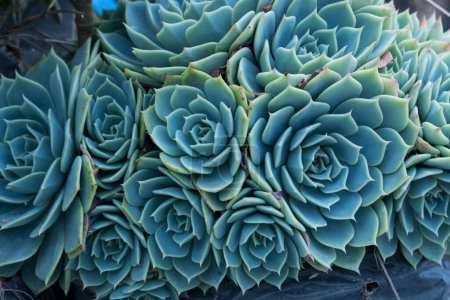 close up of a cluster of blue Echeveria succulents with flower buds arranged in a crown like formation.