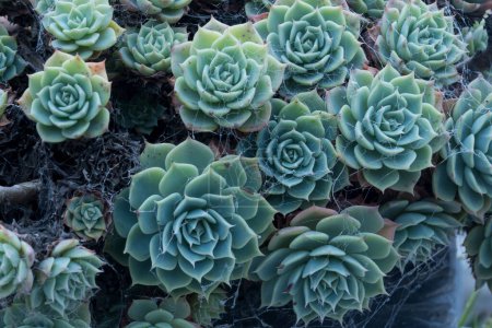 close up of a cluster of blue Echeveria succulents with flower buds arranged in a crown like formation.