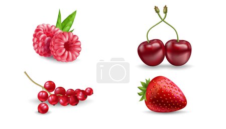 Illustration for Set of vector realistic berries isolated on white background. Strawberry, raspberry, cherry, and redcurrant. Forest berry. Sweet fruit. Realistic illustration. 3d vector icon set - Royalty Free Image