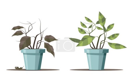 Illustration for Lifecycle of plants in pots, depicting the transformation from dry and withered to fresh and healthy. Stages of gardening, dying plant in a flowerpot is revived. Not AI generated. - Royalty Free Image