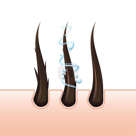 Vector hair and follicles, representing aspects of hair care, dermatology, and health. Covering topics like hair loss, treatment, and protection. Shampoo advertising Not AI.