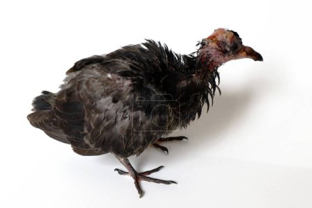 Téléchargez les photos : Pigeon infecté par le poxvirus aviaire, maladie du pigeon - en image libre de droit