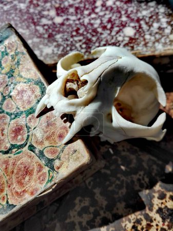 Photo for Antique Old BOOKS and Vintage CAT SKULL, Leather-Bound and Marbled Paper Book - Royalty Free Image