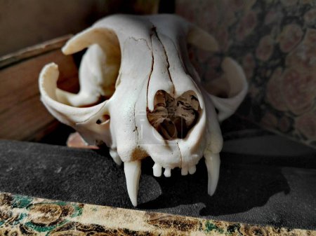 Photo for Antique Old BOOKS and Vintage CAT SKULL, Leather-Bound and Marbled Paper Book - Royalty Free Image
