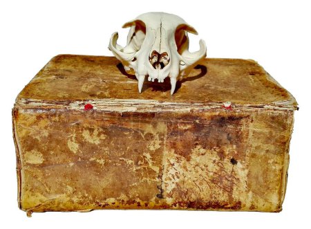 Foto de Libros antiguos antiguos y calavera de gato vintage, encuadernado en cuero y papel de mármol Libro - Imagen libre de derechos