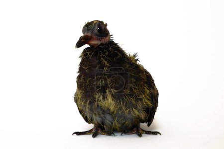 Téléchargez les photos : Pigeon poussin (nom scientifique : Columba Livia) isolé sur fond blanc - en image libre de droit