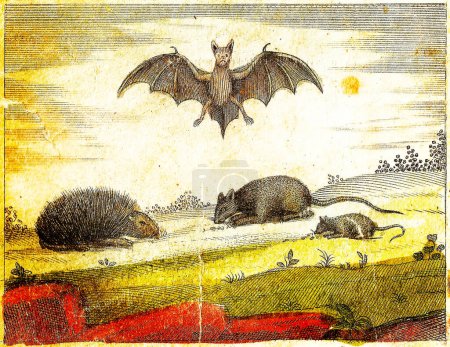 BAT, MOUSE, RATTUS and PORCUPINE - 1840 Vintage Engraved Illustration with original colors and imperfections.