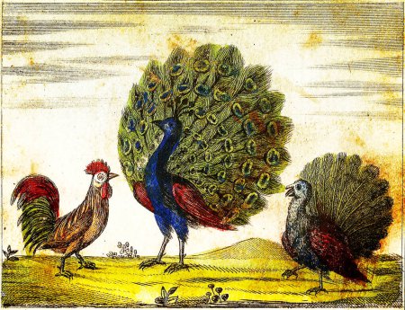 PEACOCK, INDIAN COK y DOMESITC COK - 1840 Vintage Ilustración grabada con colores originales e imperfecciones.