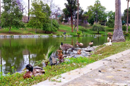 Photo for Los Angeles, California, USA - May 29, 2023: Hollenbeck Park located on the corner of Saint Louis and Fourth Streets. The park features grassy knolls, picnic areas, playgrounds, skateboard park and a lake - Royalty Free Image