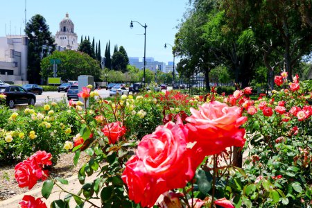 Photo for BEVERLY HILLS, California  July 2, 2023: Beverly Hills Rose Garden at Beverly Gardens Park along Santa Monica Boulevard - Royalty Free Image