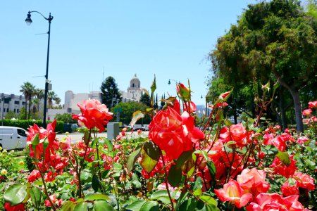 Photo for BEVERLY HILLS, California  July 2, 2023: Beverly Hills Rose Garden at Beverly Gardens Park along Santa Monica Boulevard - Royalty Free Image