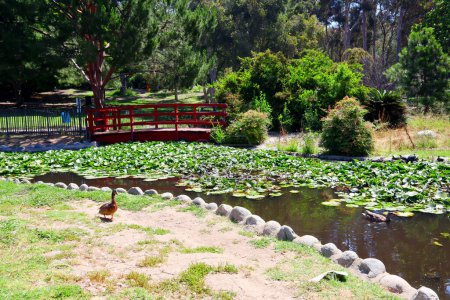 Foto de Los Angeles, California: The Doris Japanese Garden at Kenneth Hahn State Recreation Área. Es una unidad del Parque Estatal de California en las Montañas Baldwin Hills de Los Ángeles - Imagen libre de derechos