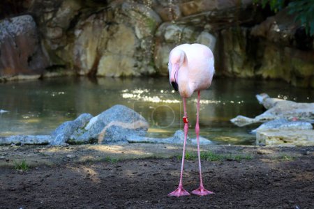 Foto de Flamingos es un tipo de ave paseriforme de la familia Phoenicopteridae. - Imagen libre de derechos
