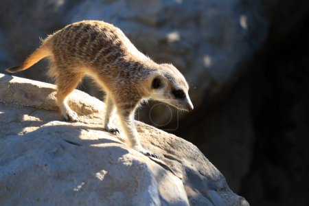 Foto de Meerkat, Suricata suricatta o suricate, es una pequeña mangosta que se encuentra en el sur de África - Imagen libre de derechos