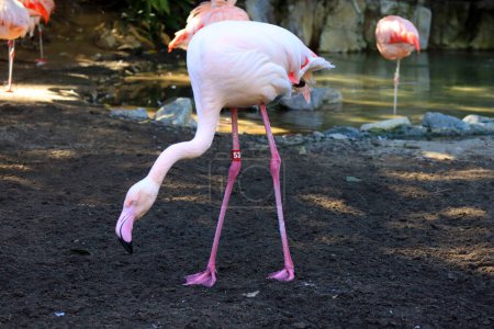 Photo for Flamingos is a type of wading birds in the family Phoenicopteridae - Royalty Free Image